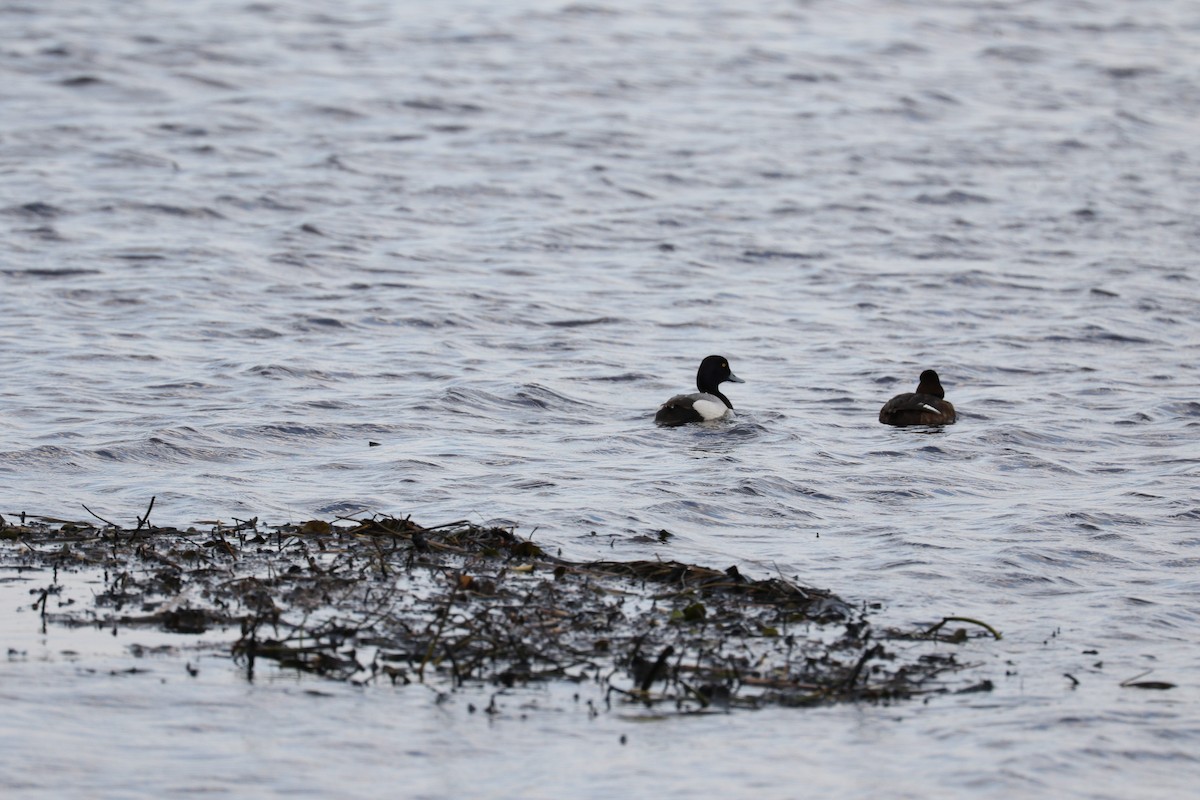 Greater Scaup - ML557988511