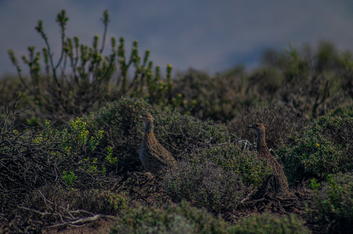 Francolin à ailes grises - ML557988571