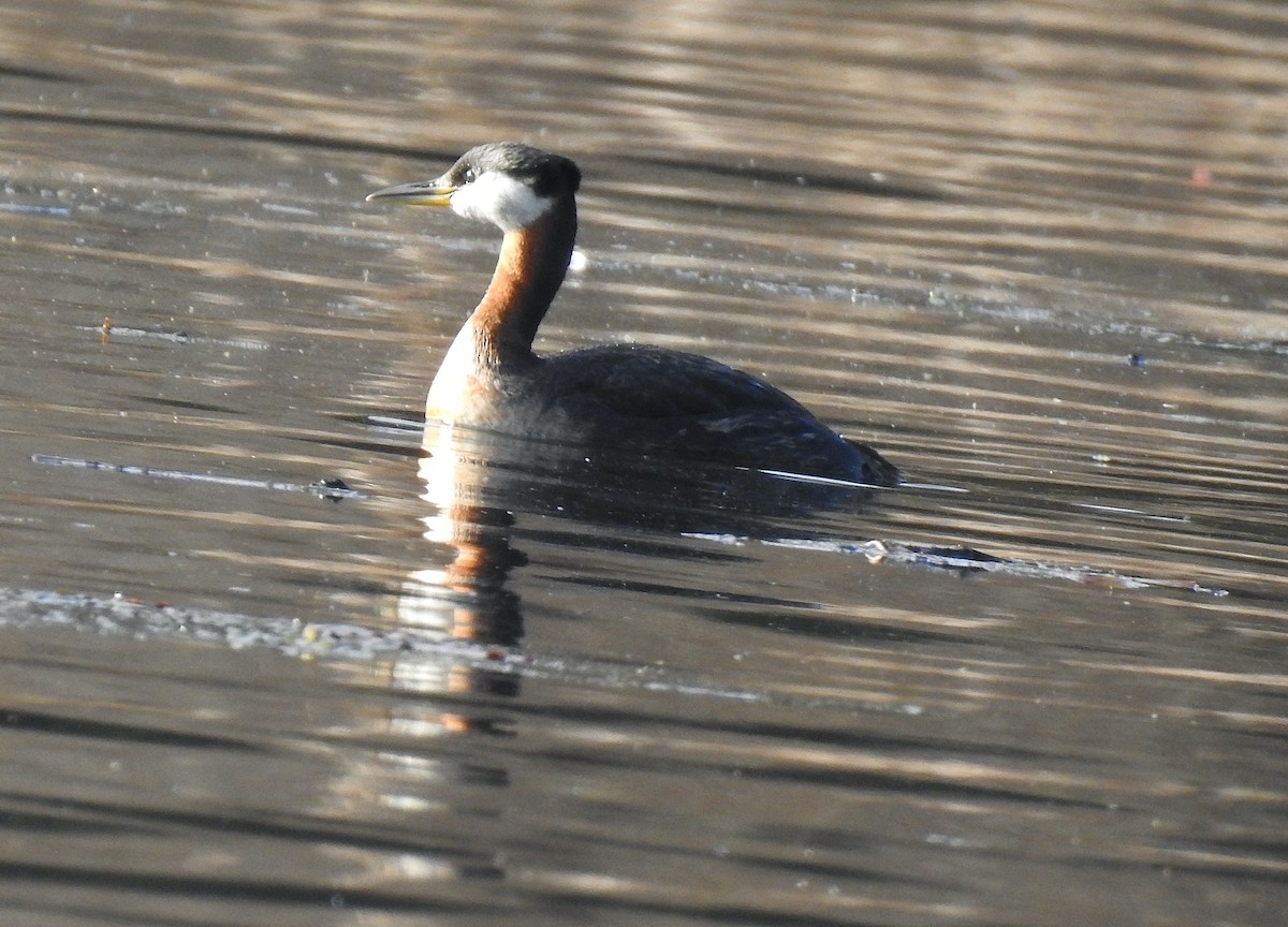 Red-necked Grebe - ML557989401