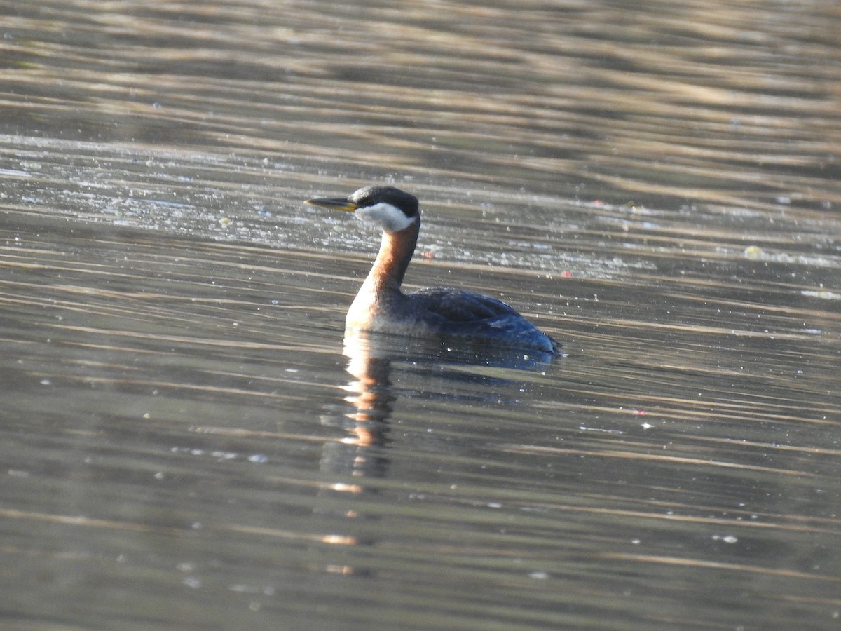 Red-necked Grebe - ML557989641