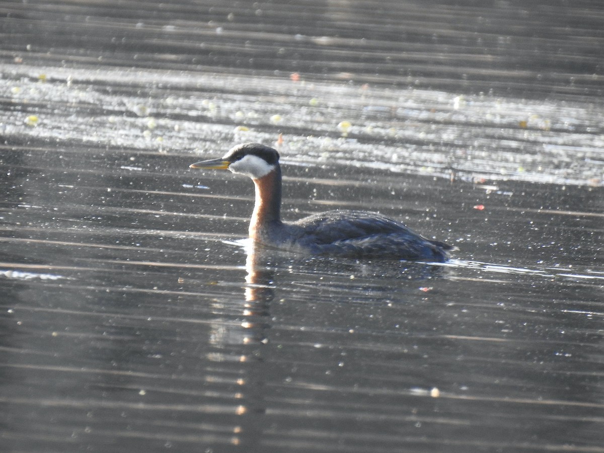 Red-necked Grebe - Mary McKitrick