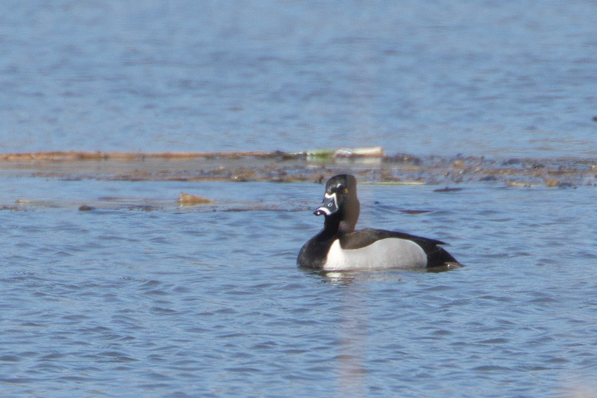 Ring-necked Duck - Lyse Clermont