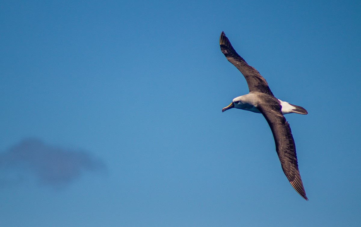 Atlantic/Indian Yellow-nosed Albatross - ML557990181