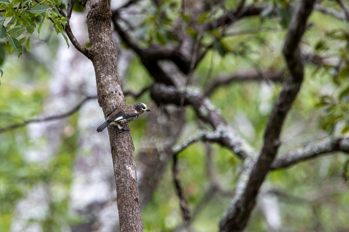 Whyte's Barbet - ML557990631