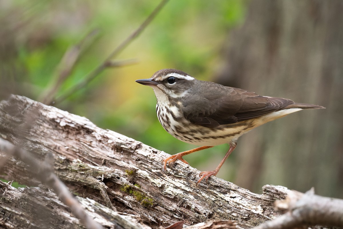 Louisiana Waterthrush - ML557990711