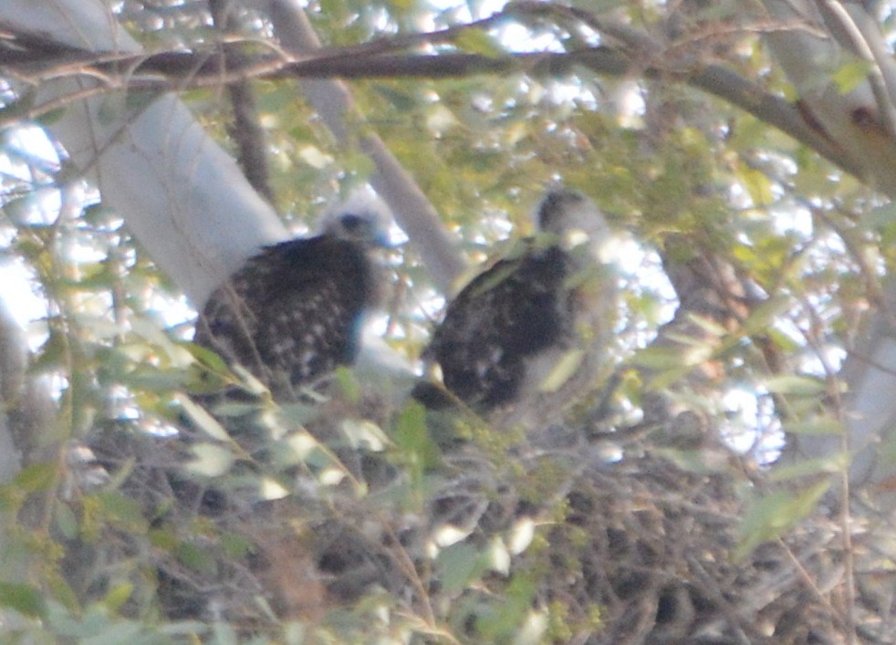 Red-tailed Hawk - ML55799101