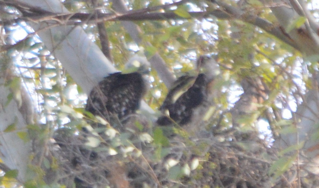 Red-tailed Hawk - ML55799111