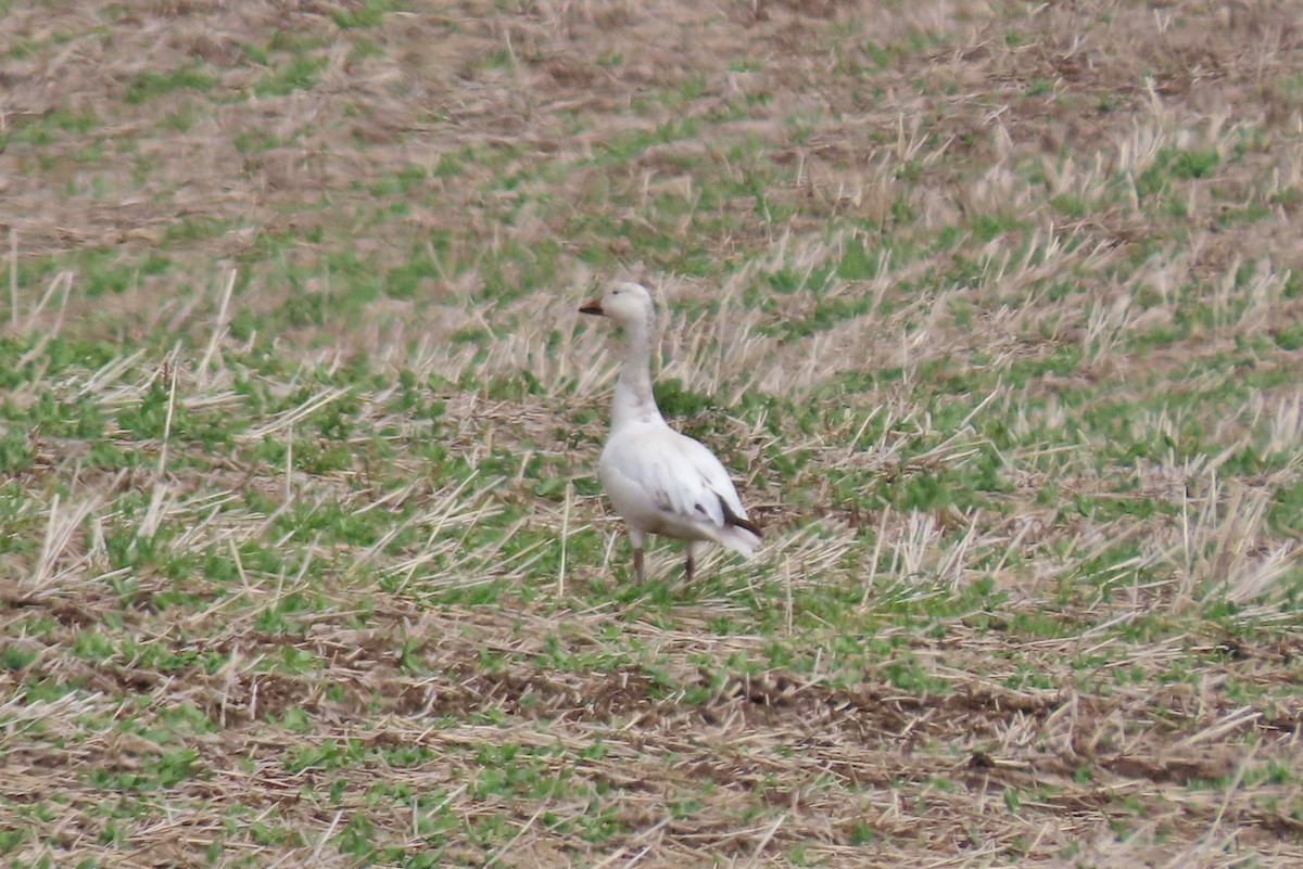 Snow Goose - ML557991841