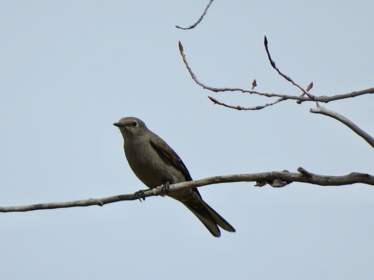 Townsend's Solitaire - Lisa Hoffman