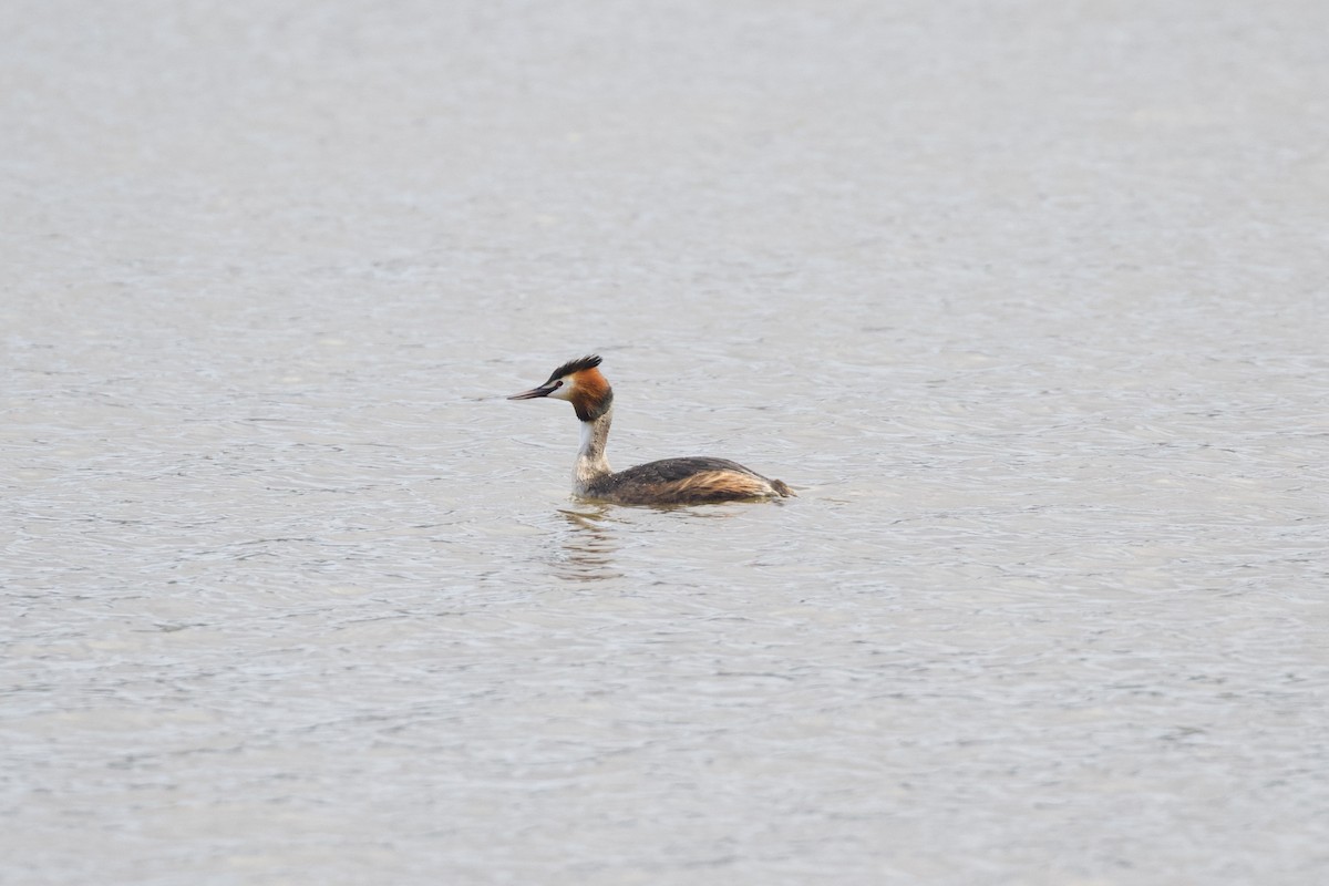 Great Crested Grebe - ML557993041