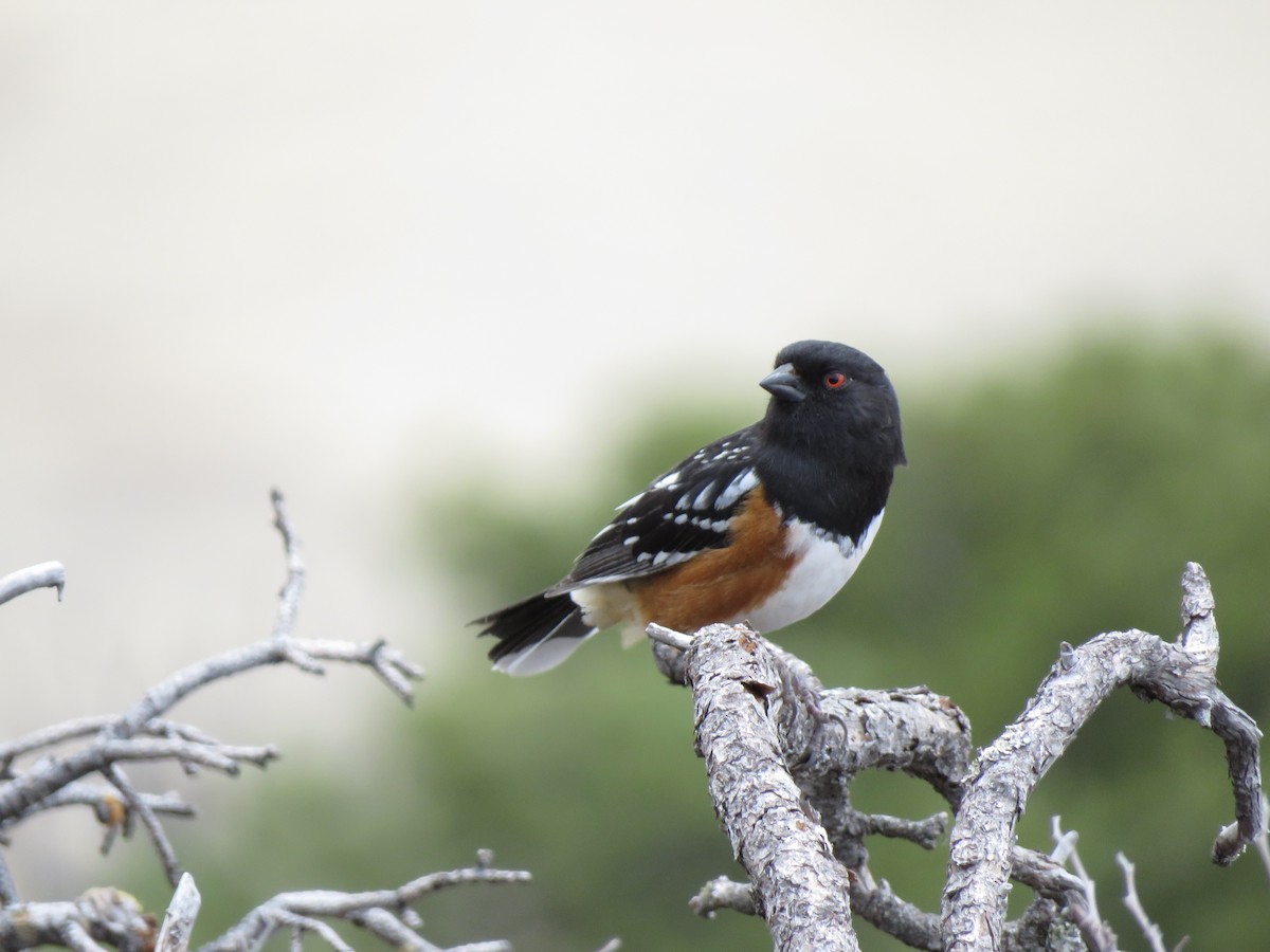 Spotted Towhee - Lisa Hoffman