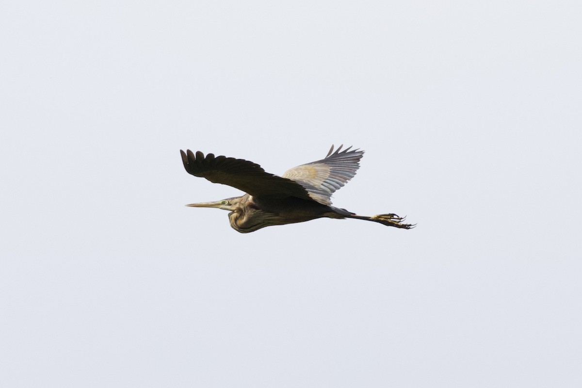 Purple Heron - ML557993521