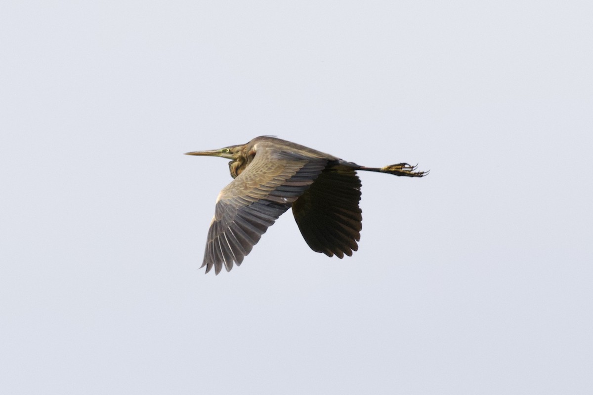 Purple Heron - ML557993531