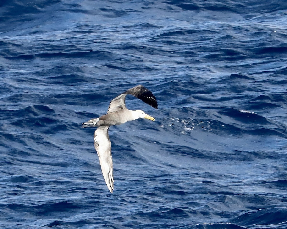 Waved Albatross - Doug Cooper