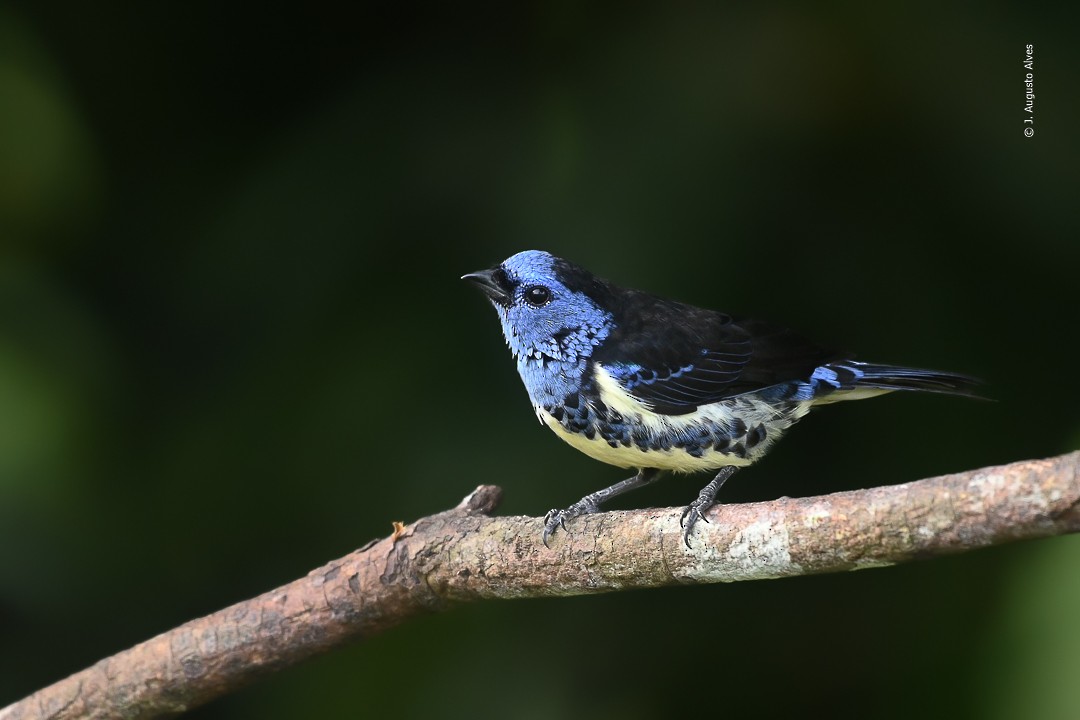 Turquoise Tanager - ML557994311