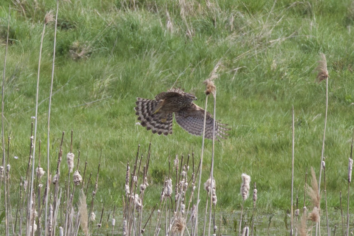 Eurasian Goshawk - ML557994601