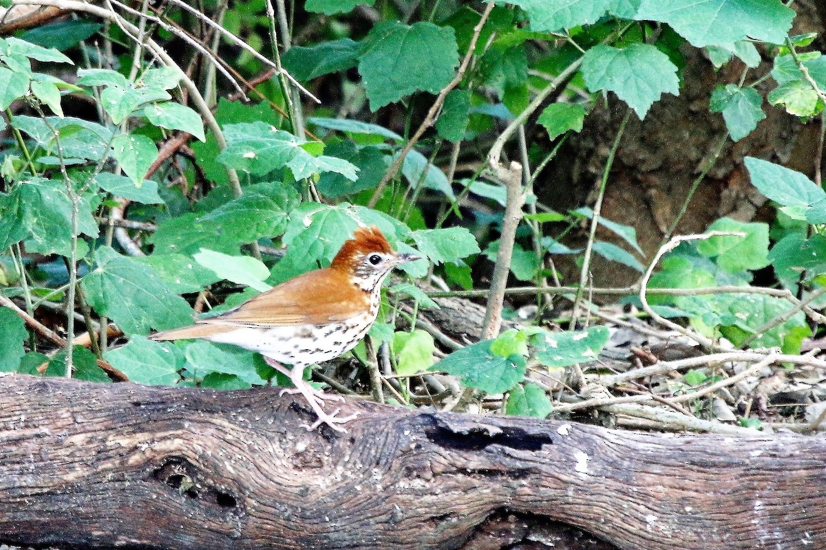 Wood Thrush - Madeleine Sandefur