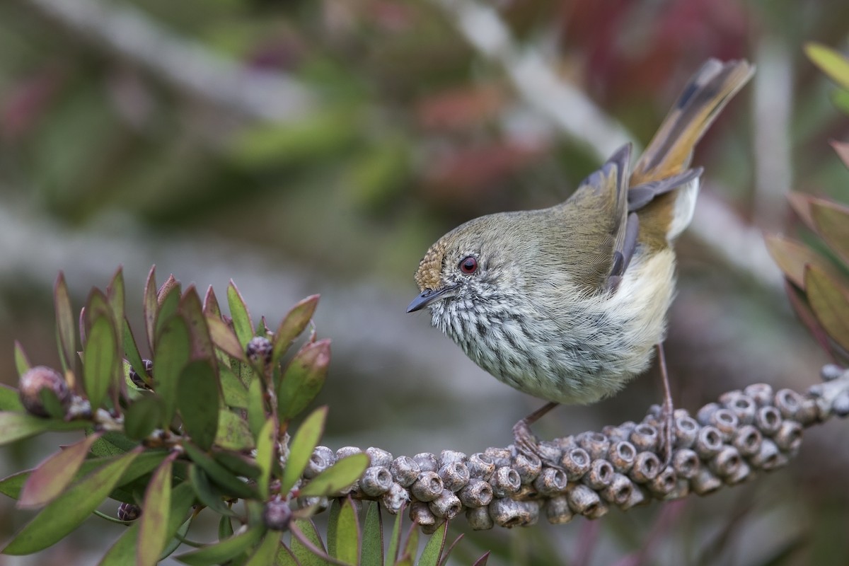 Brown Thornbill - ML557998001
