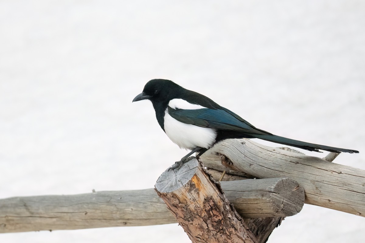 Black-billed Magpie - ML557999061