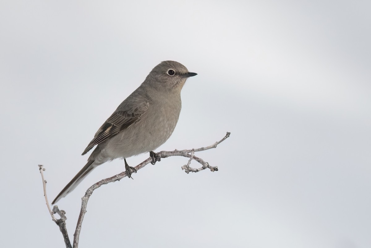 Townsend's Solitaire - ML558000131