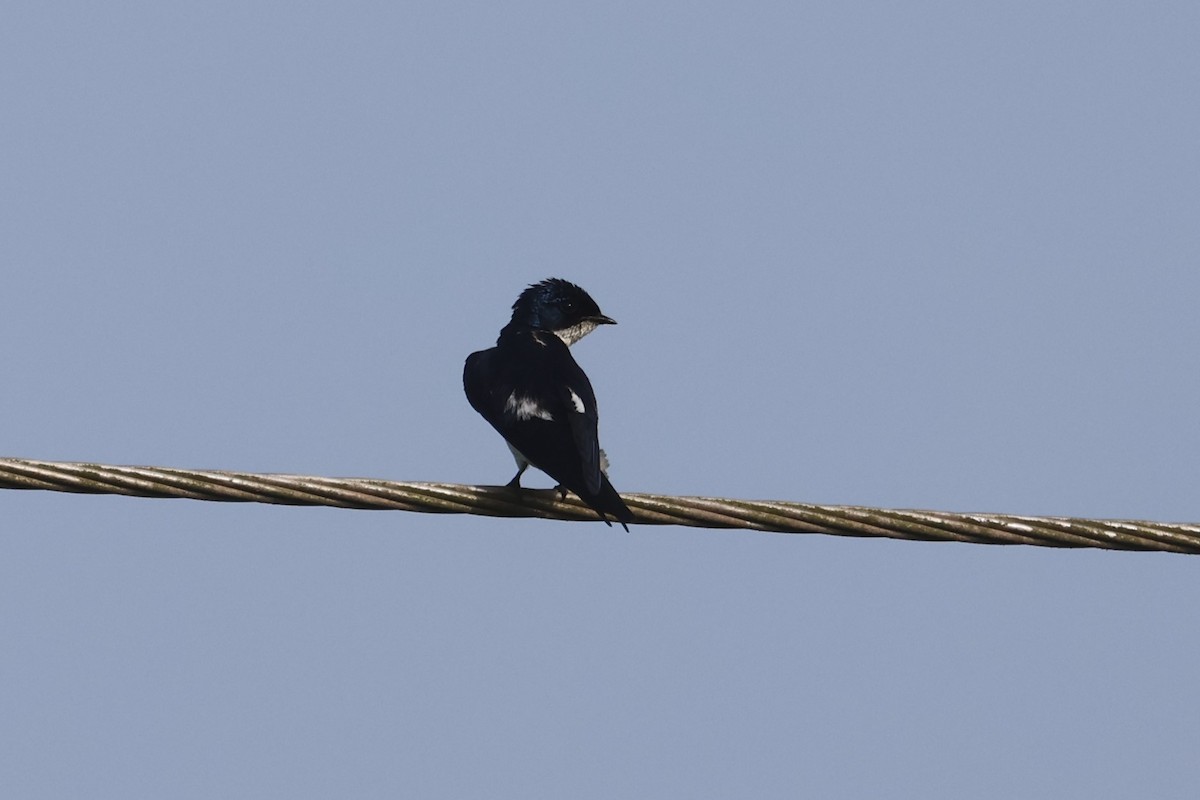 Pied-winged Swallow - Charley Hesse TROPICAL BIRDING