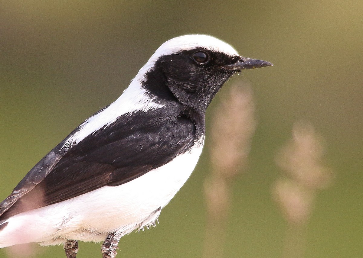 Finsch's Wheatear - Mustafa Şavluk