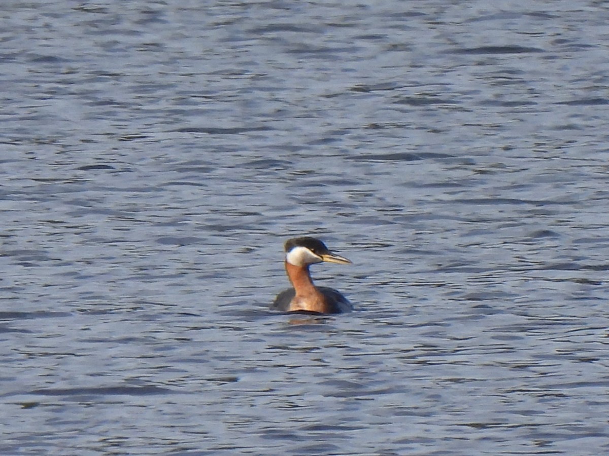 Red-necked Grebe - ML558001781