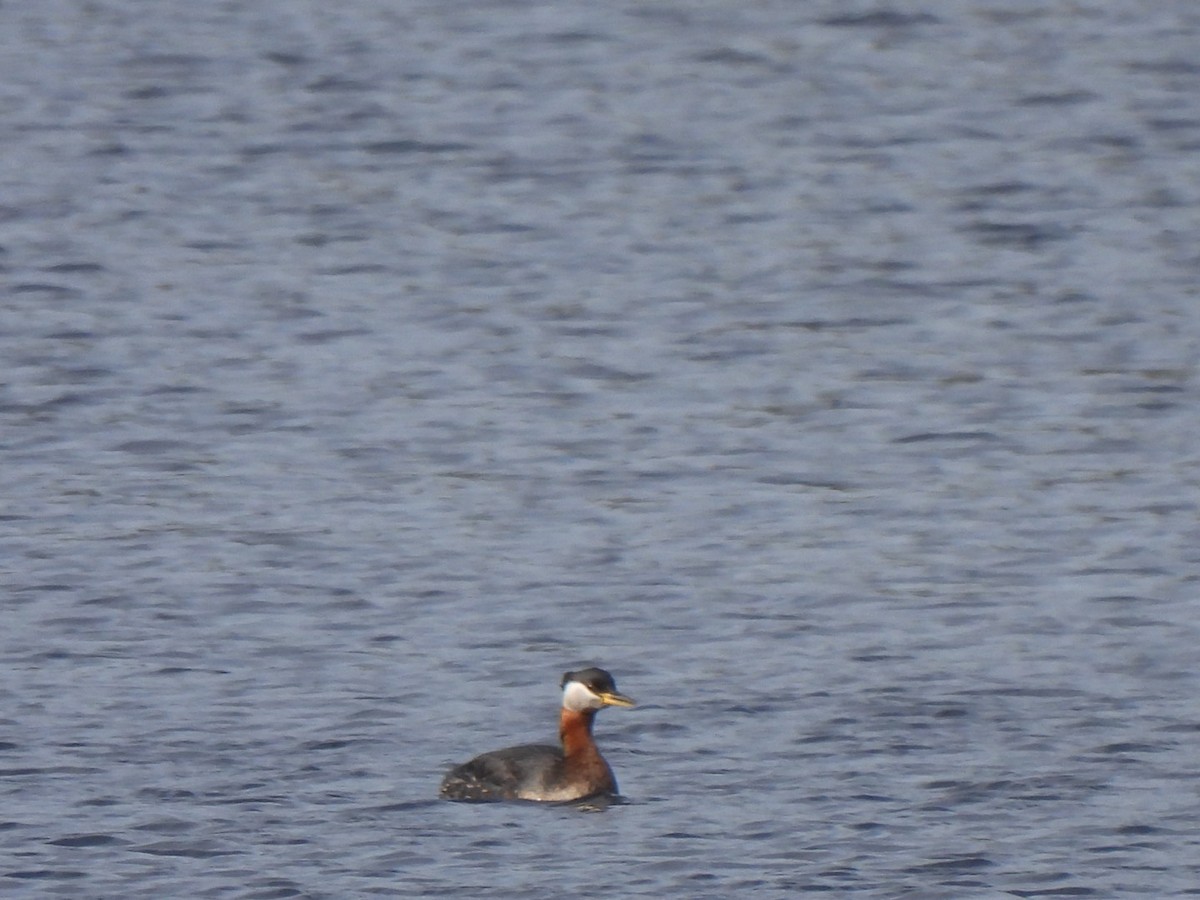 Red-necked Grebe - ML558001791