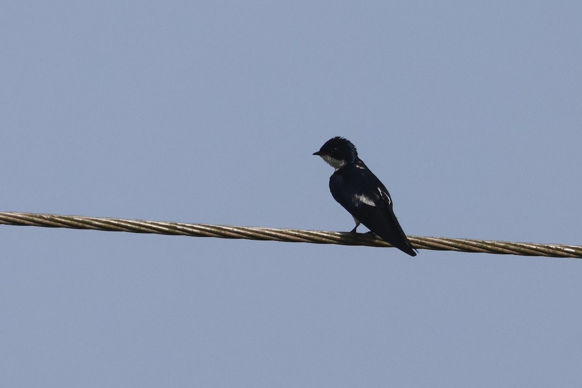 Pied-winged Swallow - Charley Hesse TROPICAL BIRDING