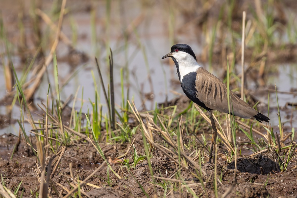 Spur-winged Lapwing - ML558002931