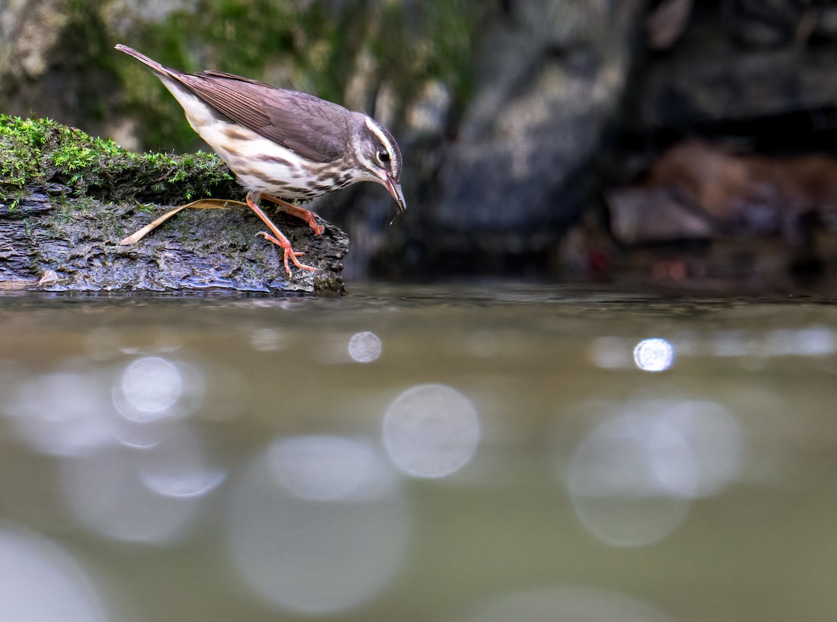 Louisiana Waterthrush - Matthew Addicks