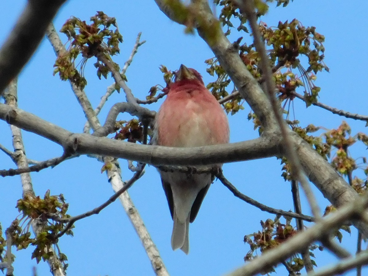 Purple Finch - ML558004691