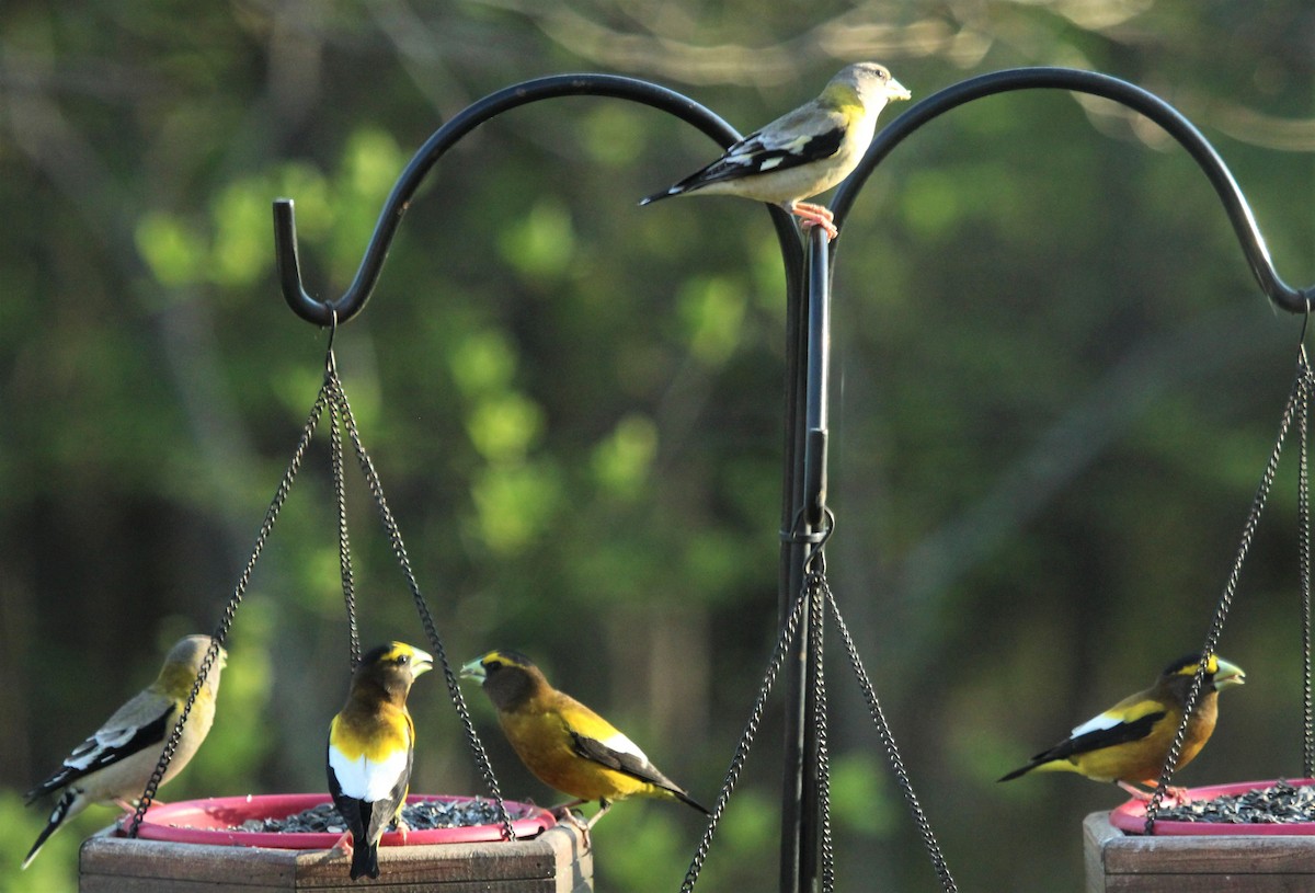 Evening Grosbeak - ML558004831