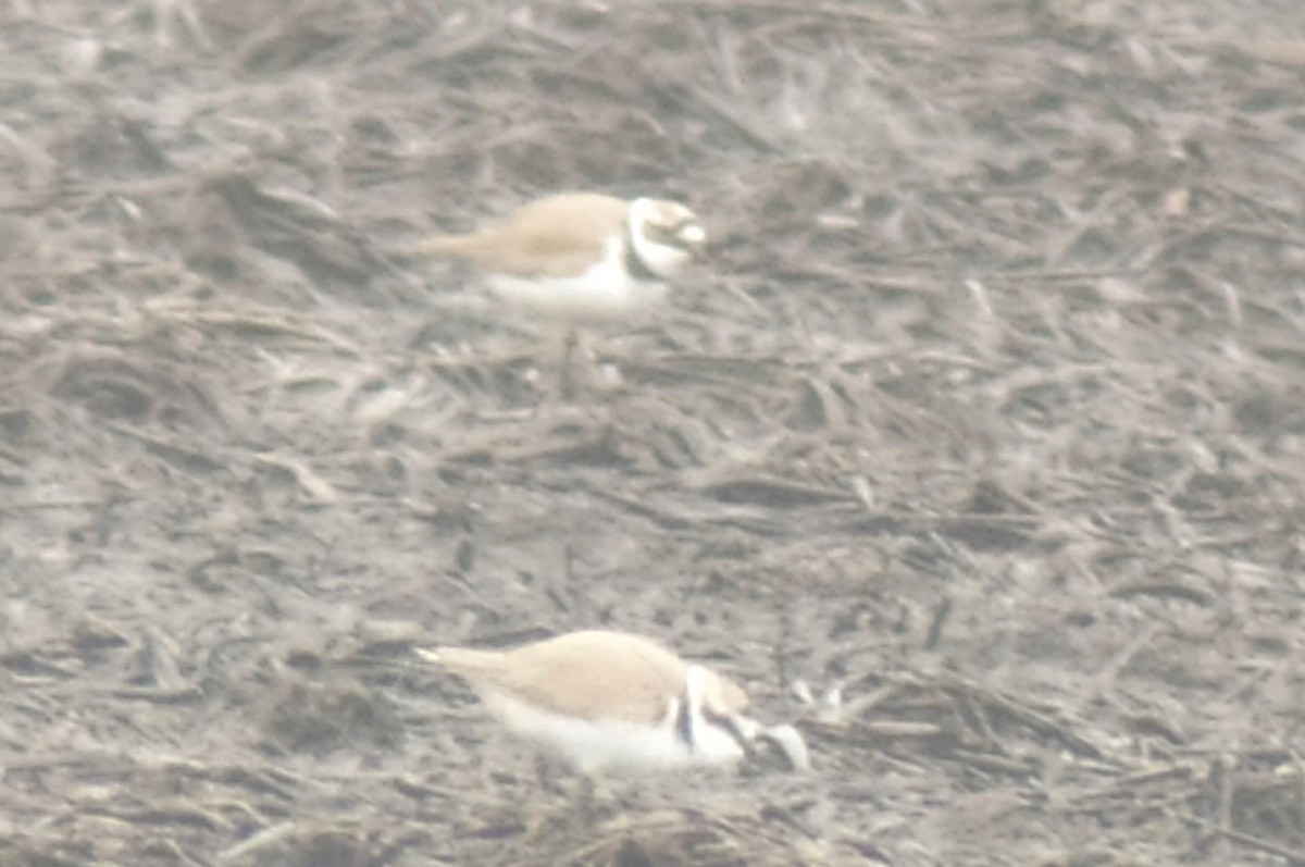 Kentish Plover - ML558005531