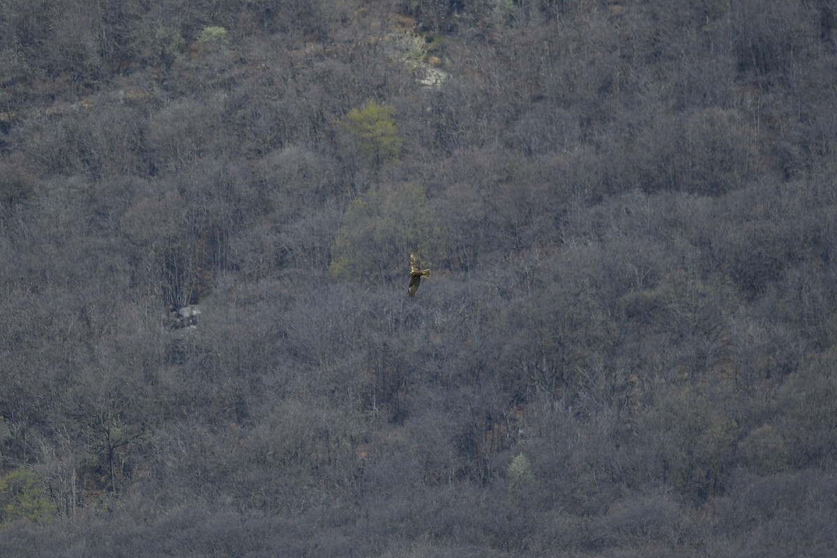 Western Marsh Harrier - ML558006381