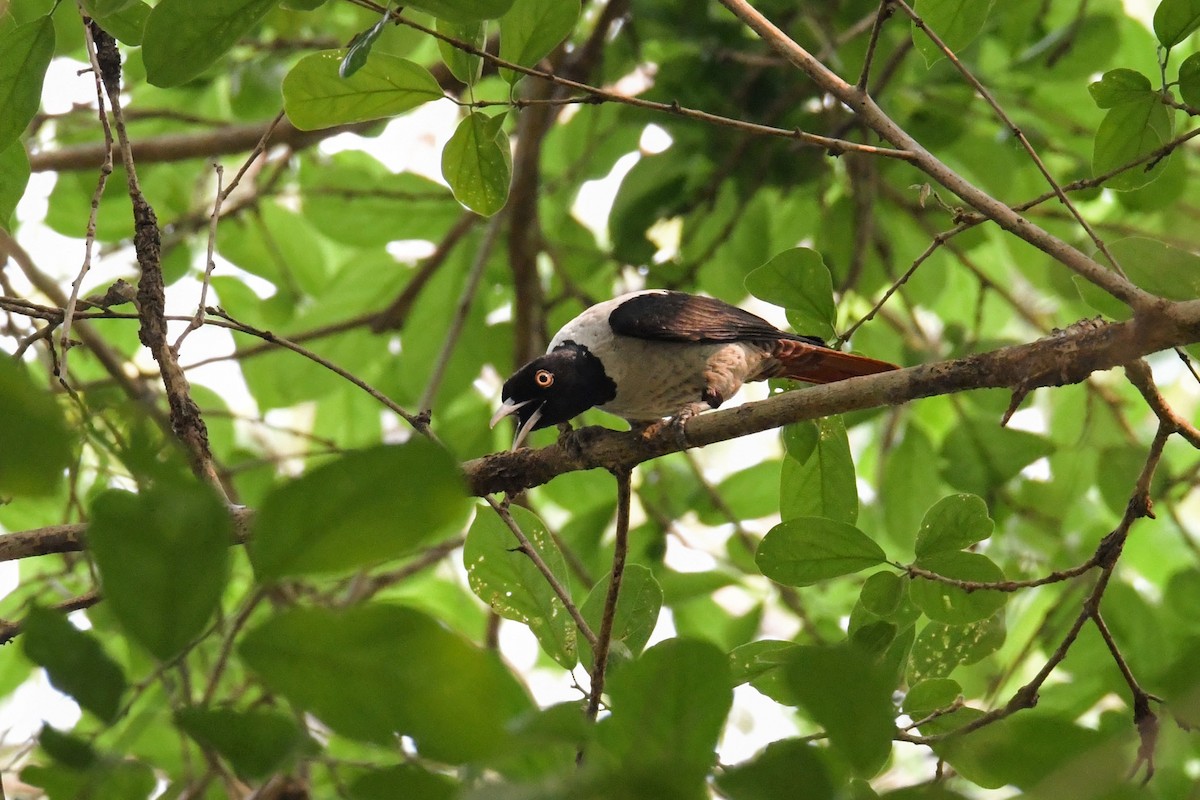 Silver Oriole - ML558006391