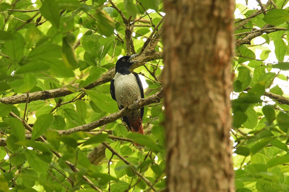 Silver Oriole - ML558006401