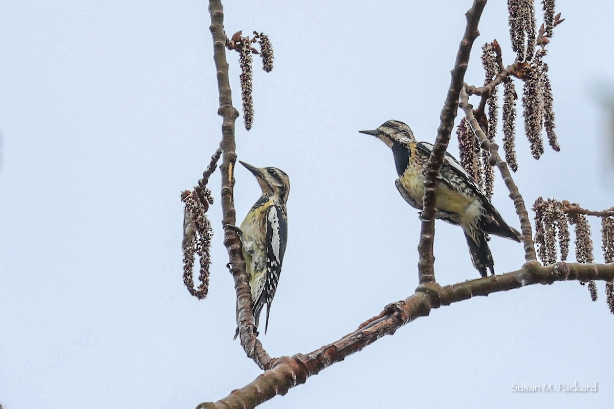 Yellow-bellied Sapsucker - ML558006571