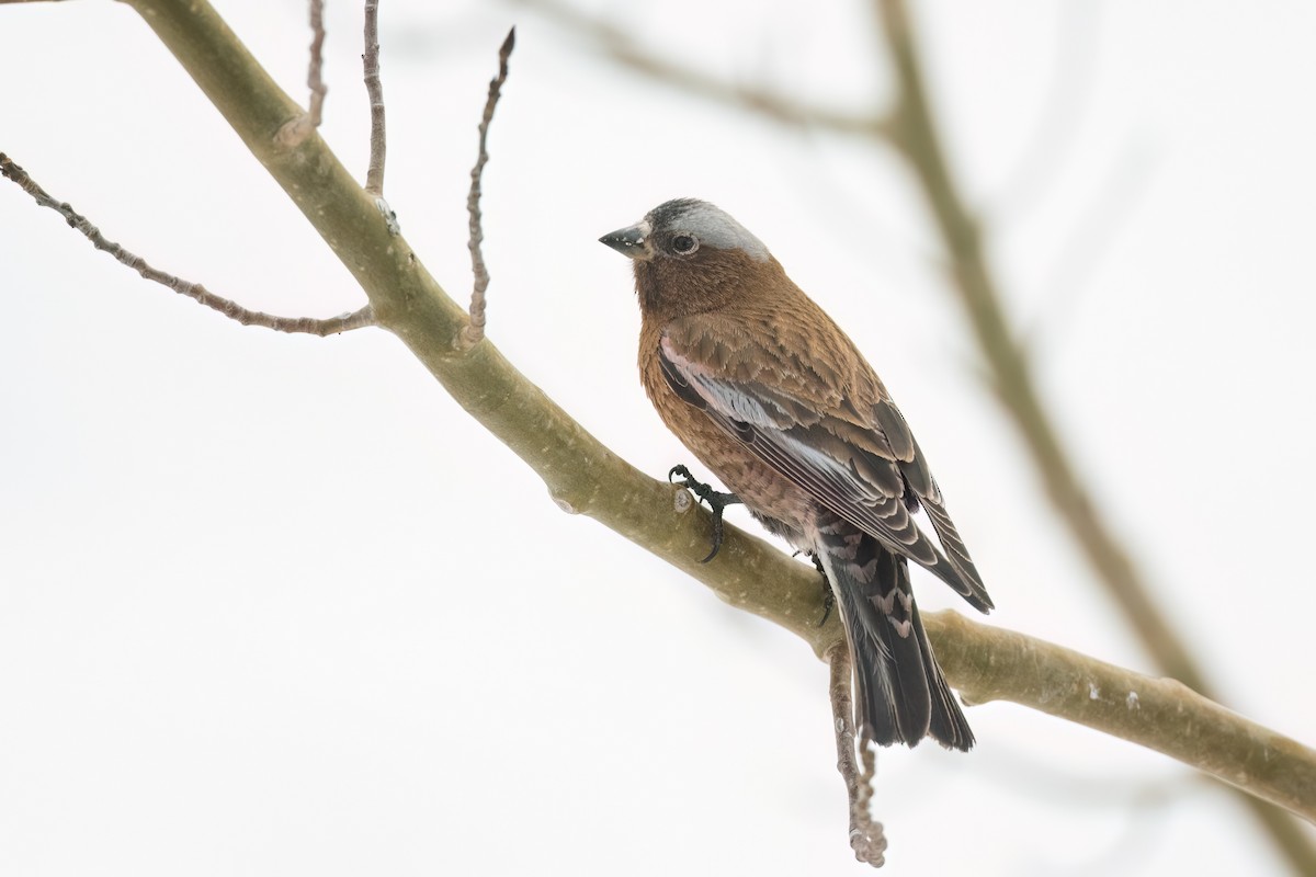 grånakkefjellfink (tephrocotis gr.) - ML558008301