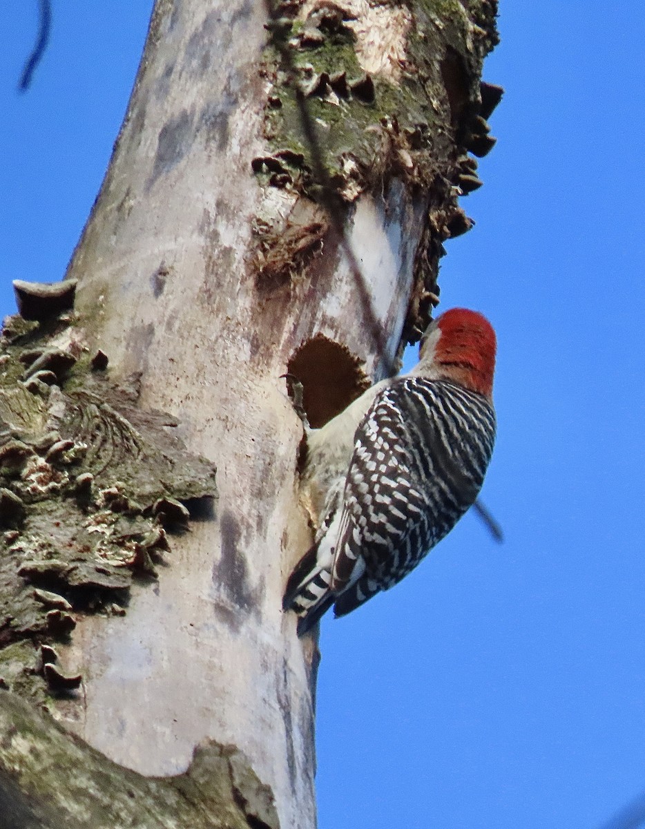 Red-bellied Woodpecker - David Parratt