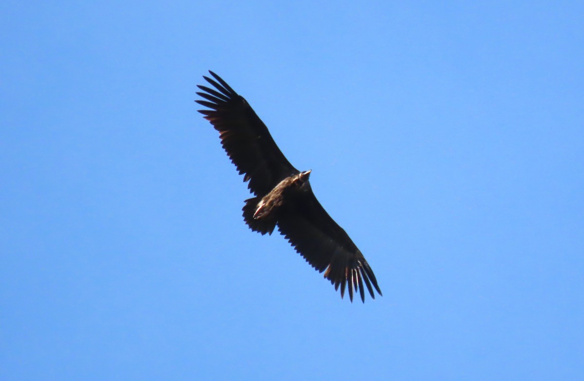 Cinereous Vulture - ML558009681
