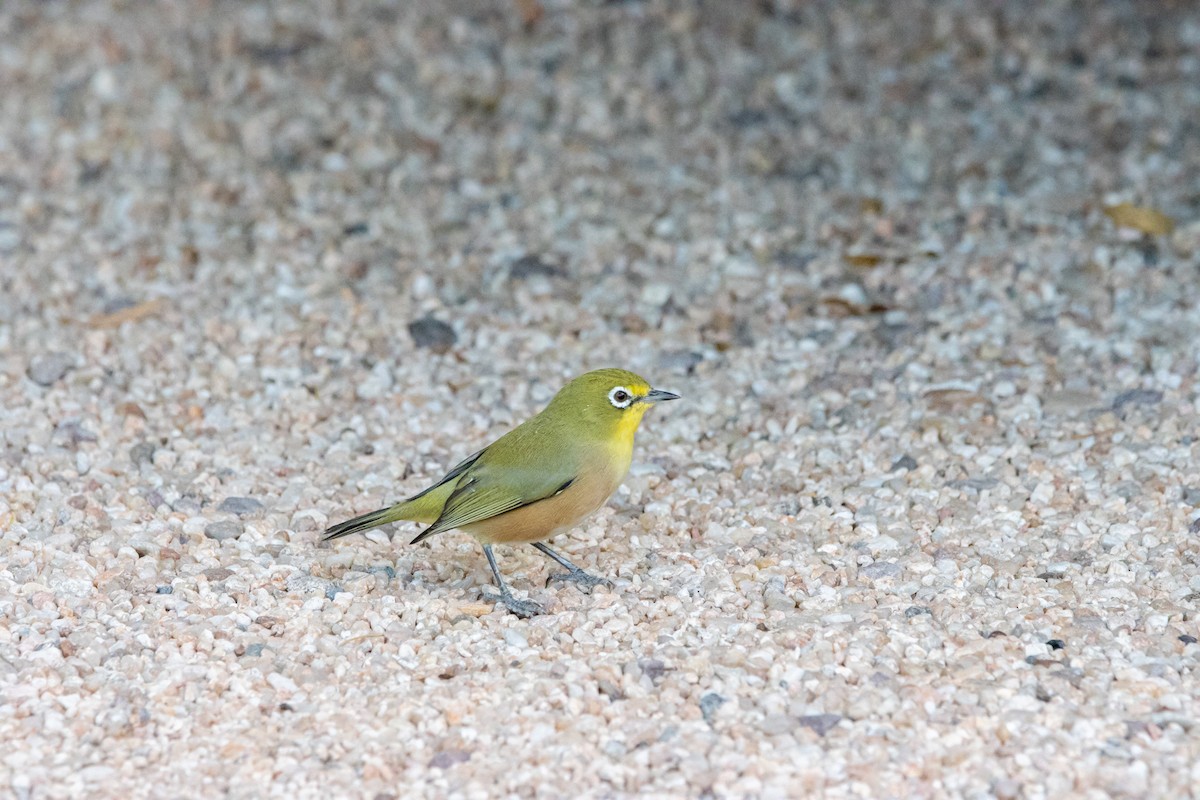 Orange River White-eye - Damian Newmarch