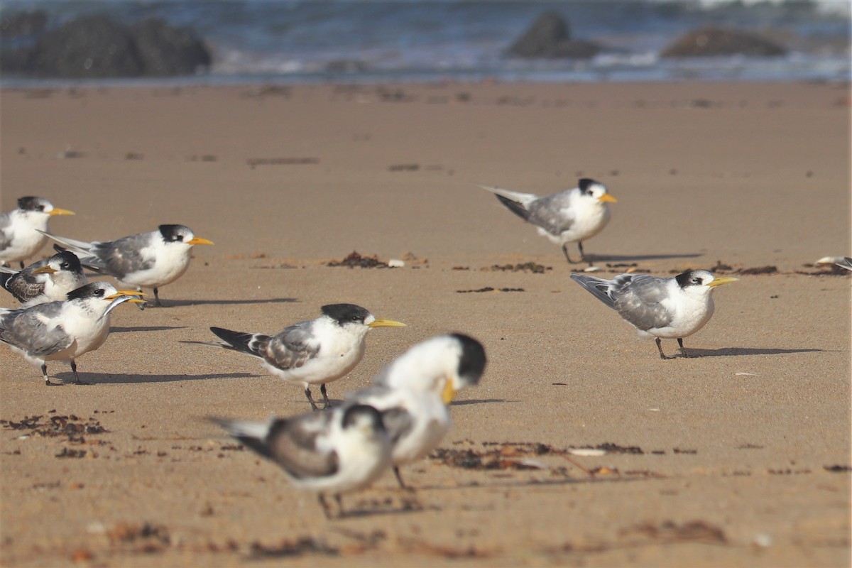 Great Crested Tern - ML558010001