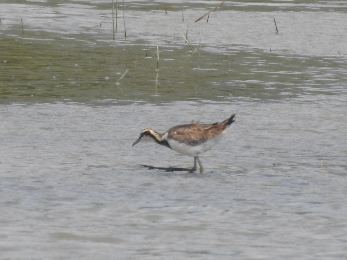 Pheasant-tailed Jacana - ML558010301