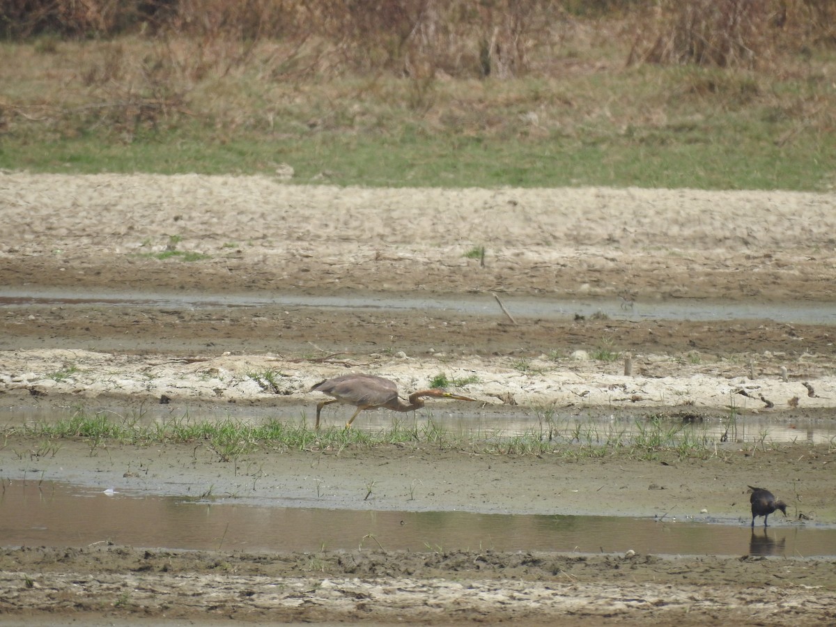 Purple Heron - ML558010591