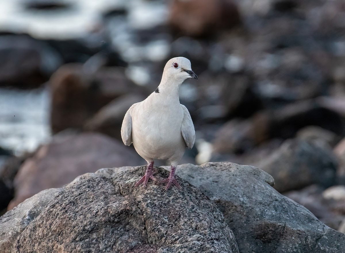 Eurasian Collared-Dove - ML558012671