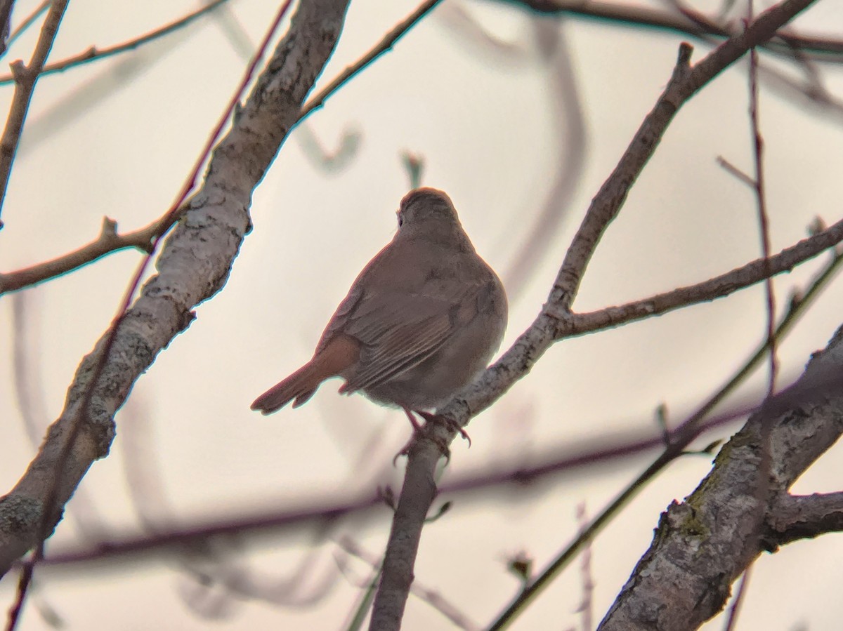 Hermit Thrush - Larry Clarfeld