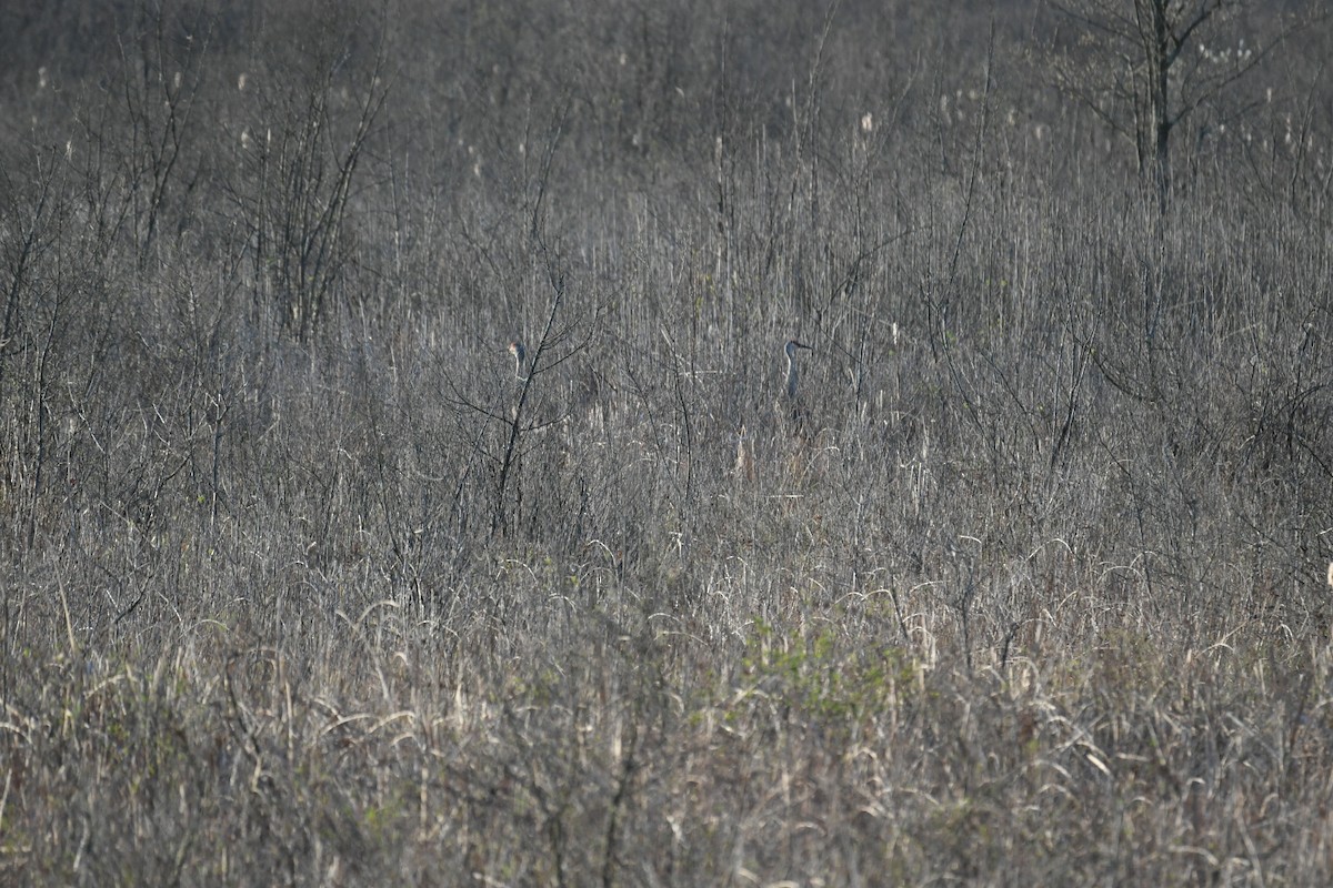 Sandhill Crane - ML558013341