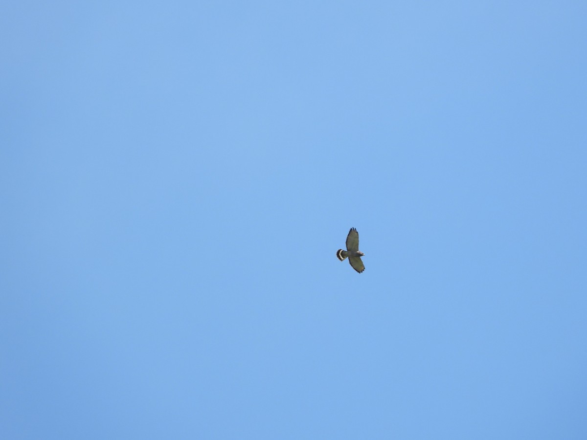 Broad-winged Hawk - Joe RouLaine