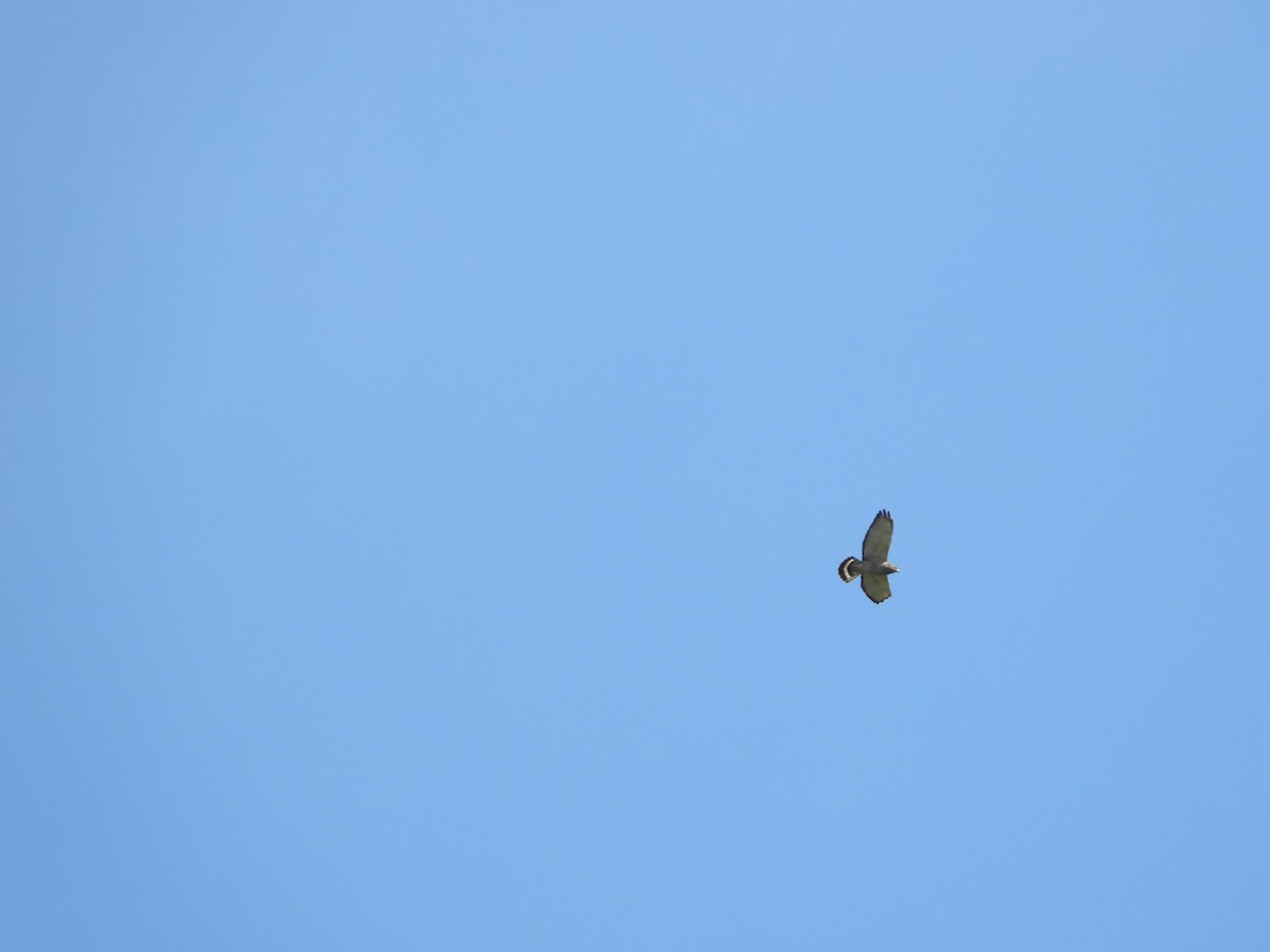 Broad-winged Hawk - Joe RouLaine